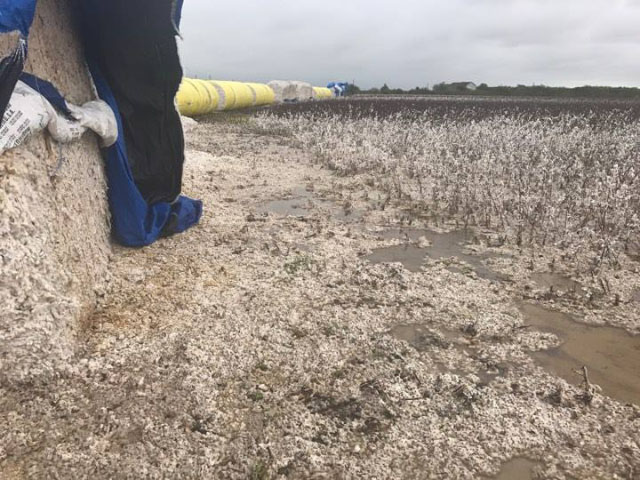 A wind- and rain-damaged cotton bale stands next to a recently flooded field of cotton near Odem, Texas. Such bales would lose value from damage, but many Texas cotton producers still had their crops in the field when Hurricane Harvey hit, and they face total losses. (Photo courtesy of Kelly Whatley)